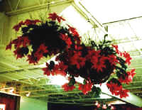 decor40b.jpg (53709 bytes)